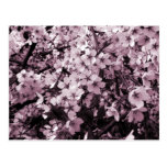 Cherry Blossoms Post Cards