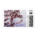 Cherry Blossoms. postage by warmth Cherry Blossoms. postage