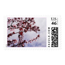 Cherry Blossoms. postage