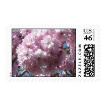 Cherry blossoms postage