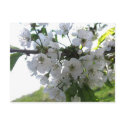 Cherry Blossoms postcards by Volcanokitten Cherry Blossoms postcards