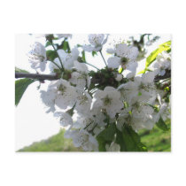 Cherry Blossoms postcards