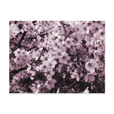 Cherry Blossoms Post Cards by artberry