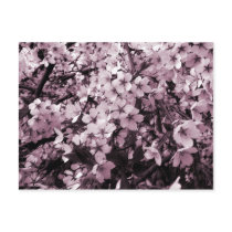 Cherry Blossoms postcards