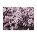 Cherry Blossoms Post Cards