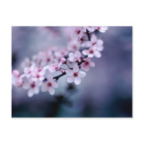 Cherry Blossoms postcards