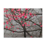 Cherry Blossoms Post Cards