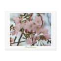 Cherry Blossoms postcards by evelynrapp Cherry Blossoms postcards