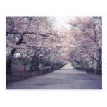 Cherry Blossoms Postcard