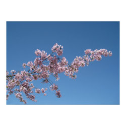 Cherry Blossoms Poster print