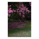 Cherry Blossoms posters by brwilliams Cherry Blossoms posters