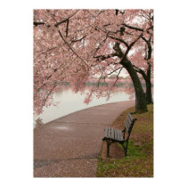 Cherry blossoms posters