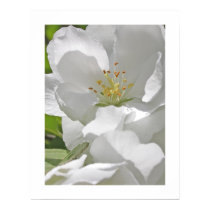 Cherry Blossoms posters