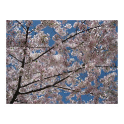 Cherry Blossoms Poster print