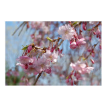 Cherry Blossoms posters by almedic104 Cherry Blossoms posters