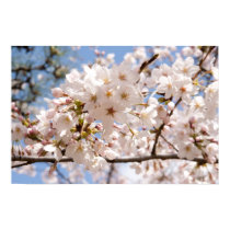 Cherry Blossoms posters