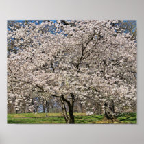 Cherry Blossoms posters