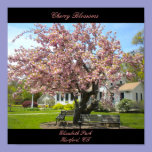 Cherry Blossoms Poster posters