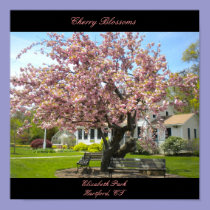 Cherry Blossoms Poster posters