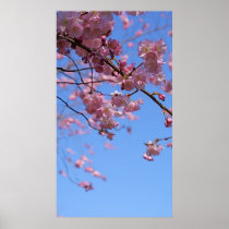Cherry Blossoms Poster
