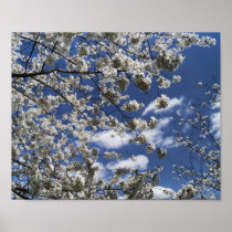 Cherry Blossoms posters