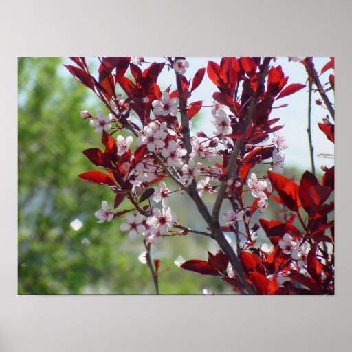 Cherry Blossoms Posters