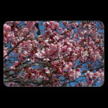 Cherry Blossoms Premium Magnet