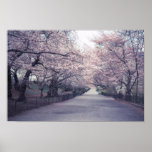 Cherry Blossoms Print
