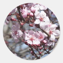 cherry blossoms round sticker