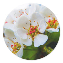 CHERRY BLOSSOMS stickers