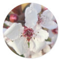 Cherry Blossoms stickers by mlane53 Cherry Blossoms stickers