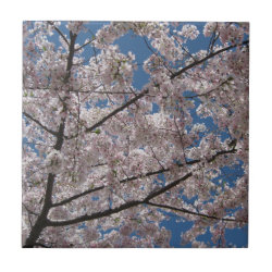 Cherry Blossoms Tile tile