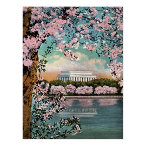 Cherry Blossoms Vintage Postcard