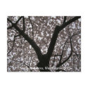 Cherry Blossoms, Washington D.C. postcards