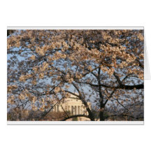 Cherry Blossoms Washington DC Greeting Cards