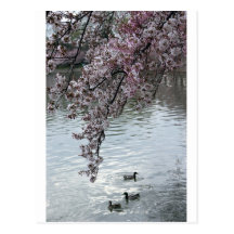 Cherry Blossoms Washington DC Post Card