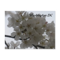 Cherry Blossoms:Washington DC Postcard