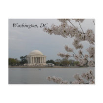 Cherry Blossoms:Washington, DC postcards by gkrew1 Cherry Blossoms:Washington, DC postcards