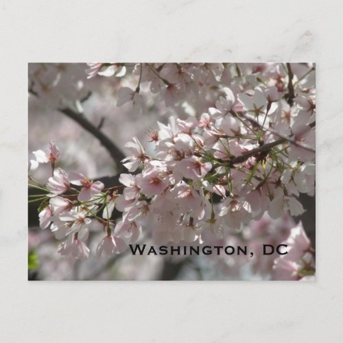 Cherry Blossoms:Washington, DC Postcard postcard