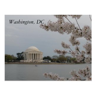 Cherry Blossoms: Washington, DC Postcard