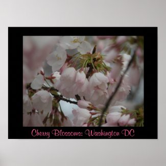 Cherry Blossoms: Washington DC Print