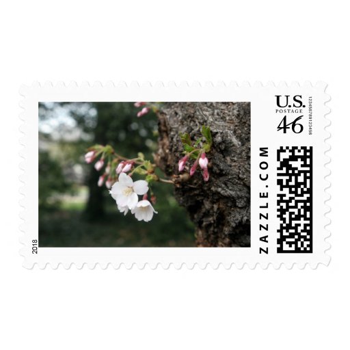 Cherry Blossoms Washington DC Stamp