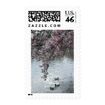 Cherry Blossoms Washington DC Stamp