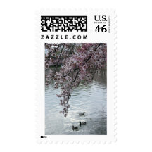 Cherry Blossoms Washington DC Stamp