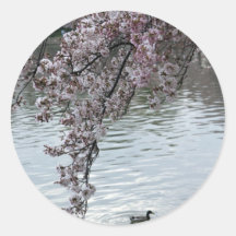 Cherry Blossoms Washington DC Sticker