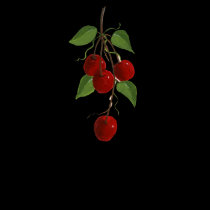 Cherry Bunch T-Shirt