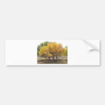 Cherry Creek State Park Colorado Trees Bumper Stickers