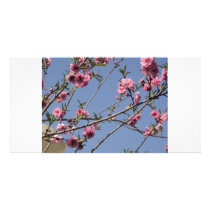 Cherry Flowers