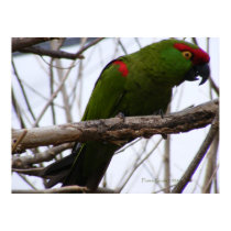 Cherry-Headed Conure 1 posters by PrairiePrints Cherry-Headed Conure 1 posters