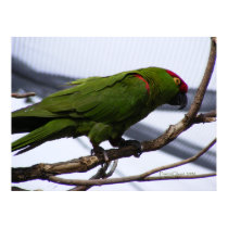 Cherry-Headed Conure 2 posters by PrairiePrints Cherry-Headed Conure 2 posters